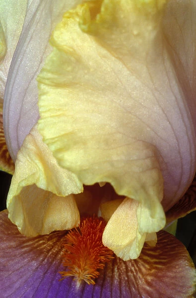 Michigan, Rochester Bearded Iris, domestic