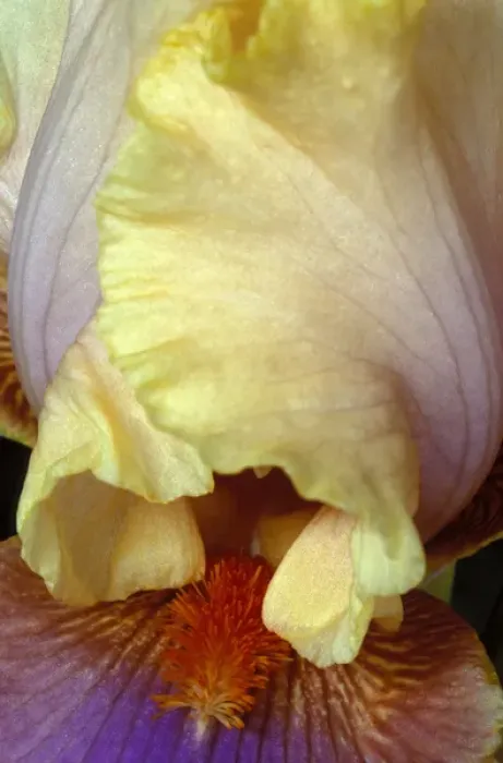 Framed Print : Michigan, Rochester Bearded Iris, domestic Framed Print : Michigan, Rochester Bearded Iris, domestic