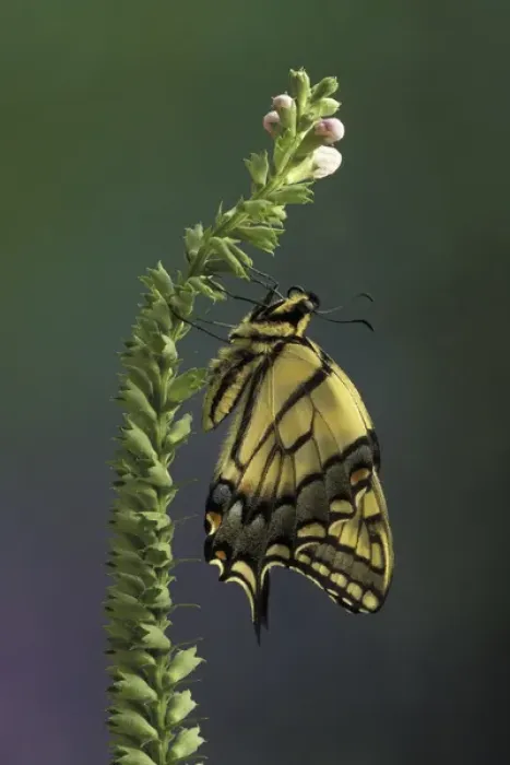 Framed Print : Michigan, Rochester. Eastern Tiger Swallowtail (Papillio glaucus) Framed Print : Michigan, Rochester. Eastern Tiger Swallowtail (Papillio glaucus)