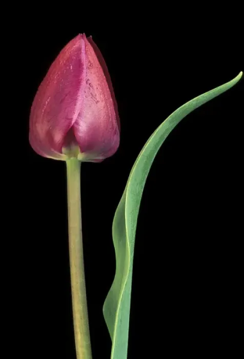 Framed Print : Michigan, Rochester. Single tulip stem, Maplethorpe style