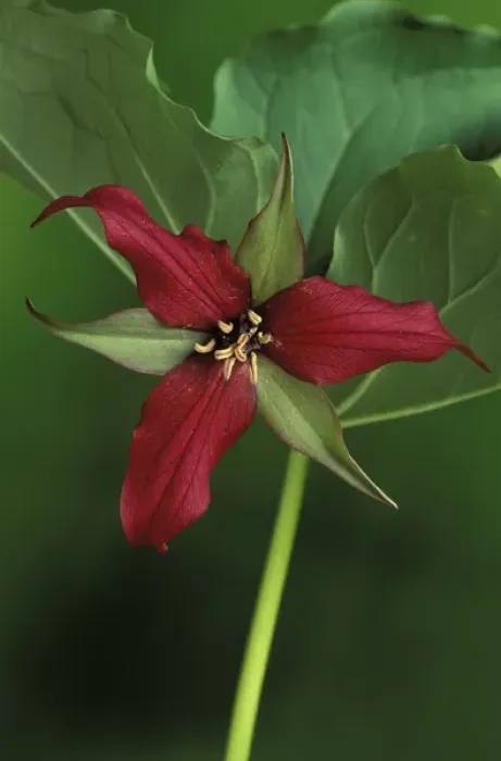 Framed Print : Michigan, St. Clair County Wildlife Preserve. Single Red Trillium (Trillium erectum) Framed Print : Michigan, St. Clair County Wildlife Preserve. Single Red Trillium (Trillium erectum)