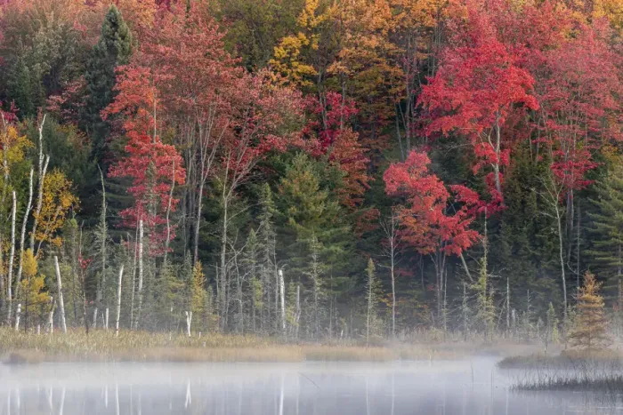 Framed Print : Michigan, Upper Peninsula, Hiawatha National Forest, Autumn colors at a foggy lake Framed Print : Michigan, Upper Peninsula, Hiawatha National Forest, Autumn colors at a foggy lake