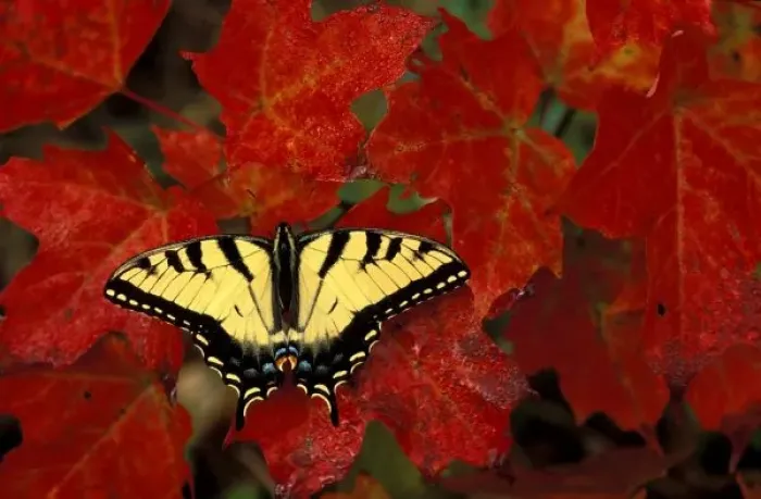 Framed Print : Michigan, Wetmore. Tiger Swallowtail on maple leaves (pterourus glaucus) Framed Print : Michigan, Wetmore. Tiger Swallowtail on maple leaves (pterourus glaucus)