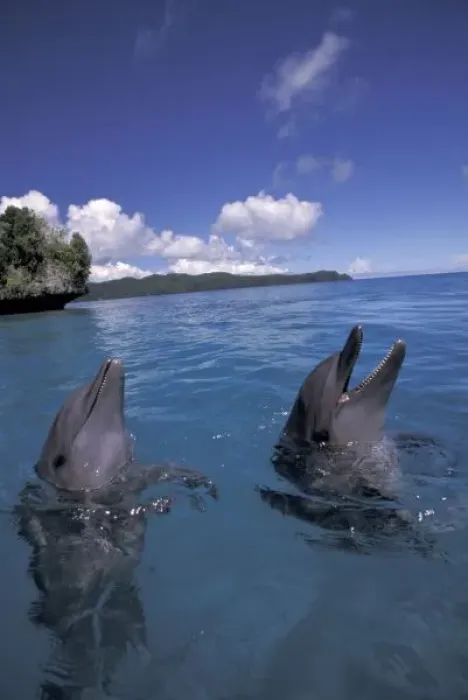 Framed Print : Micronesia, Palau Bottlenose dolphins (Tursiops truncatus) Framed Print : Micronesia, Palau Bottlenose dolphins (Tursiops truncatus)