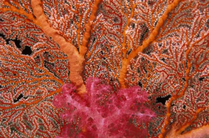 Framed Print : Micronesia, Palau. Soft coral and sea fan