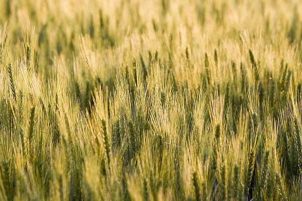 Mid growth wheat field near Potlatch Idaho