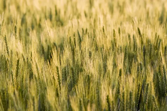 Framed Print : Mid growth wheat field near Potlatch Idaho Framed Print : Mid growth wheat field near Potlatch Idaho