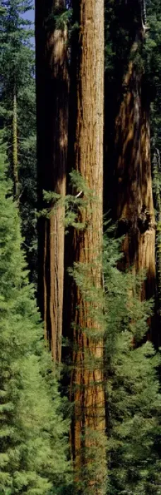 Framed Print : Mid section of Giant Sequoia trees in Sequoia Kings Canyon National Park, California
