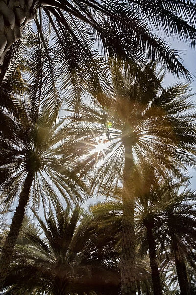 Midday sun in Palm Trees. Oman