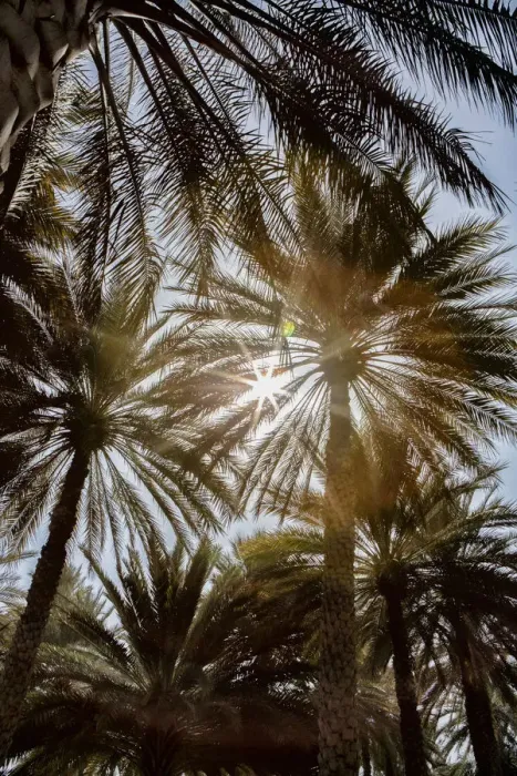 Framed Print : Midday sun in Palm Trees. Oman Framed Print : Midday sun in Palm Trees. Oman