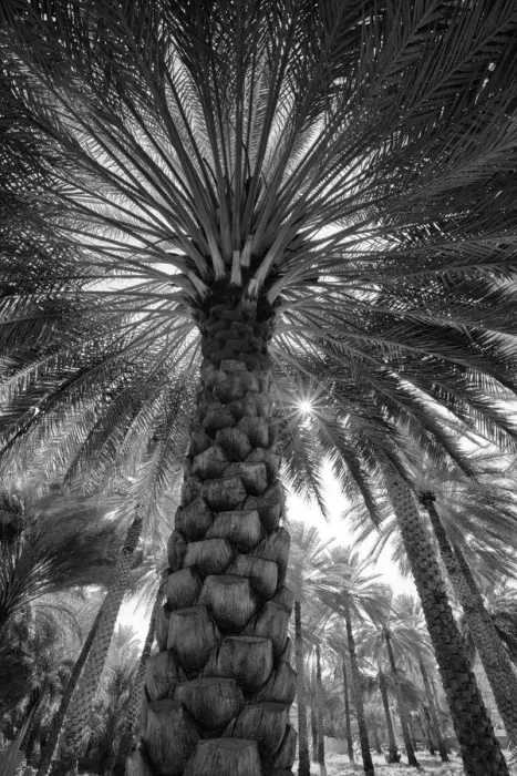 Framed Print : Midday sun in Palm Trees. Oman Framed Print : Midday sun in Palm Trees. Oman