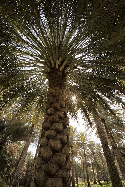 Midday sun in Palm Trees. Oman
