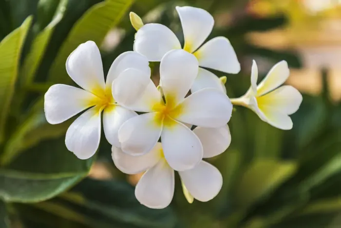 Framed Print : Middle East, Arabian Peninsula, Oman, Muscat, Quriyat. Plumeria blossoms in a garden