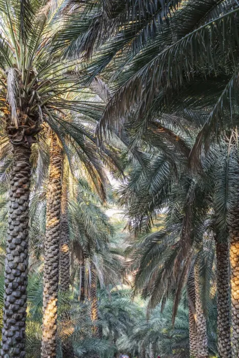 Framed Print : Middle East, Arabian Peninsula, Oman, Ad Dakhiliyah, Nizwa. Palm trees in Nizwa, Oman Framed Print : Middle East, Arabian Peninsula, Oman, Ad Dakhiliyah, Nizwa. Palm trees in Nizwa, Oman