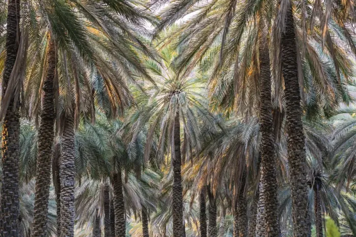 Framed Print : Middle East, Arabian Peninsula, Oman, Ad Dakhiliyah, Nizwa. Palm trees in Nizwa, Oman Framed Print : Middle East, Arabian Peninsula, Oman, Ad Dakhiliyah, Nizwa. Palm trees in Nizwa, Oman
