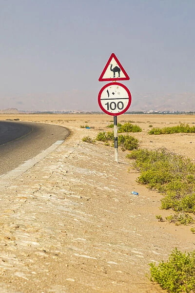 Middle East, Arabian Peninsula, Al Batinah South. Camel crossing