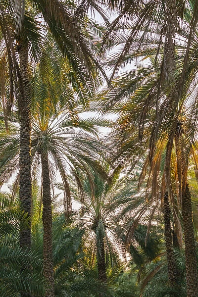 Middle East, Arabian Peninsula, Oman, Ad Dakhiliyah, Nizwa. Palm trees in Nizwa, Oman