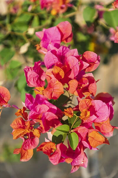 Middle East, Arabian Peninsula, Oman, Muscat, Quriyat. Red blossoms in a garden