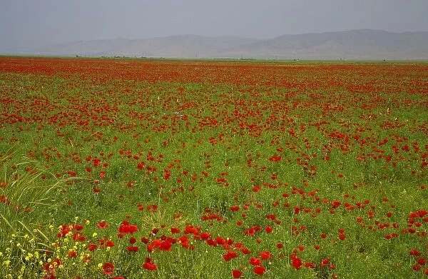 Middle East Turkey With red Poppies in the fields as we head West to the City of