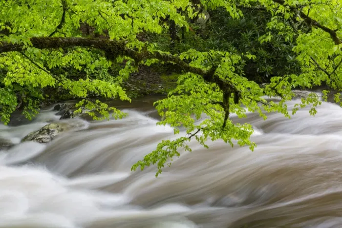 Framed Print : Middle Prong Little River in spring, Great Smoky Mountains National Park, Tennessee Framed Print : Middle Prong Little River in spring, Great Smoky Mountains National Park, Tennessee