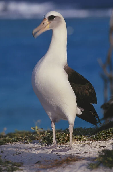 Midway Atoll National Wildilfe Refuge, a Laysan Albatross (Phoebastria immutabilis)