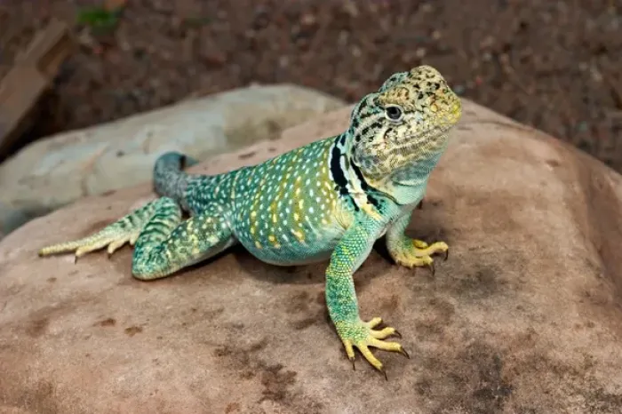 Framed Print : Midwest USA, Collared lizard on rock, Crotaphytis collaris Framed Print : Midwest USA, Collared lizard on rock, Crotaphytis collaris