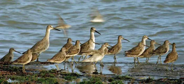 Framed Print : Migrating dowitchers and willets pause to rest and feed Framed Print : Migrating dowitchers and willets pause to rest and feed