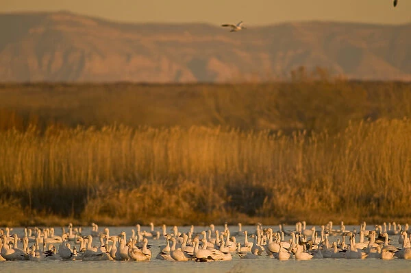 Migrating snow geese, Chen caerulescens, wintering in New Mexico, take refuge