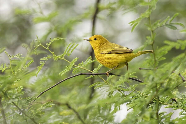 Migrating Yellow warbler, South Padre Island, Texas