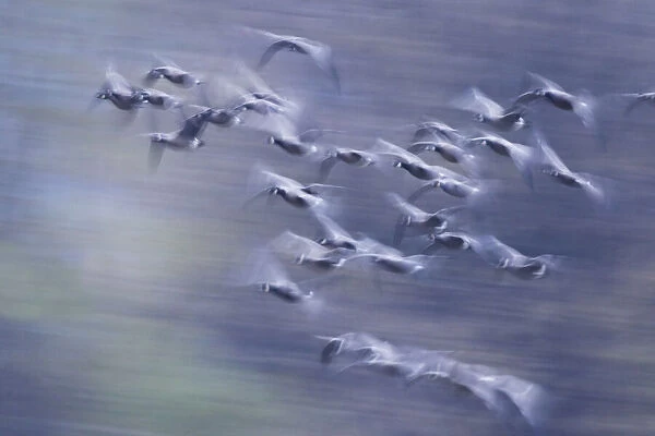 Migration flight, Canada geese