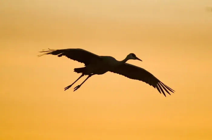 Framed Print : A migratory sandhill crane, grus canadensis, comes in for a landing in a pond Framed Print : A migratory sandhill crane, grus canadensis, comes in for a landing in a pond