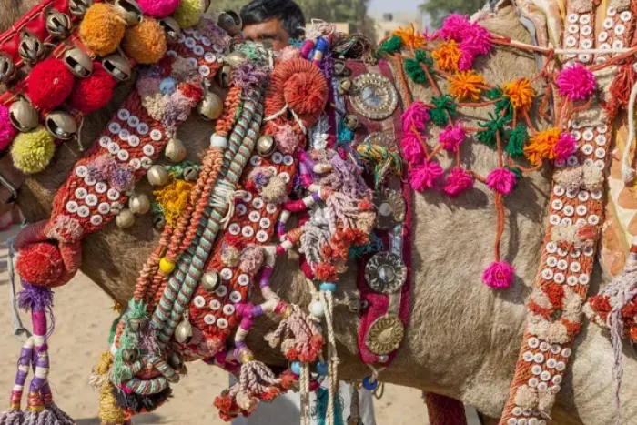 Framed Print : Military on decorated camels. Festival parade. Desert festival. Jaisalmer. Rajasthan