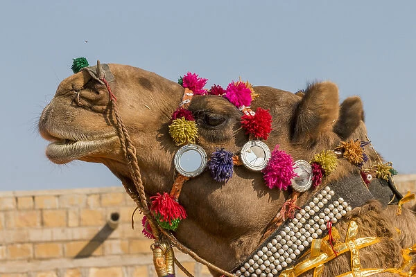 Military on decorated camels. Festival parade. Desert festival. Jaisalmer. Rajasthan