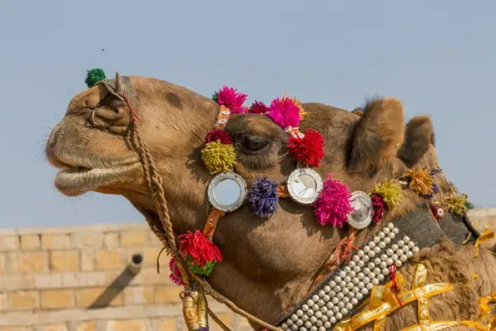 Framed Print : Military on decorated camels. Festival parade. Desert festival. Jaisalmer. Rajasthan