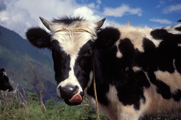 milk cow in the Andes Mountains outside the city of Banos, Ecuador, South America