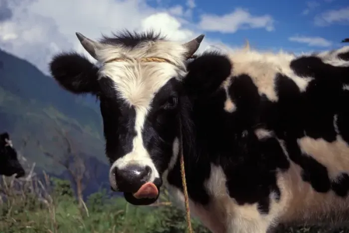 Framed Print : milk cow in the Andes Mountains outside the city of Banos, Ecuador, South America Framed Print : milk cow in the Andes Mountains outside the city of Banos, Ecuador, South America