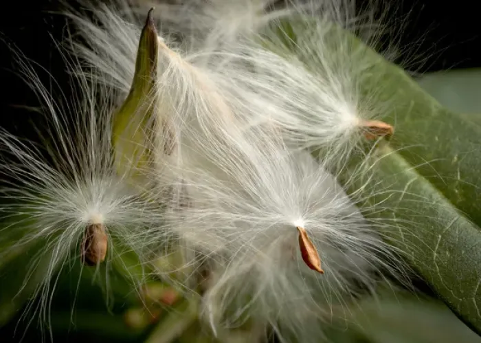 Framed Print : Milkweed seeds, CA Framed Print : Milkweed seeds, CA
