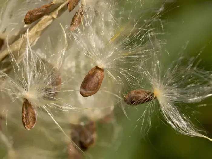 Framed Print : Milkweed seeds, native plants garden in Los Angeles, CA