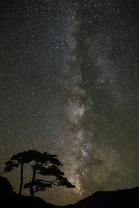 Framed Print : Milky Way and silhouetted tree, near Ouray, Colorado