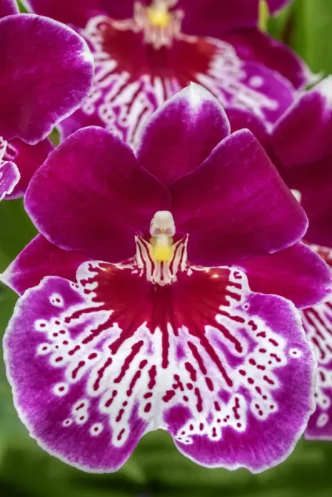 Framed Print : Miltoniopsis Orchid Framed Print : Miltoniopsis Orchid