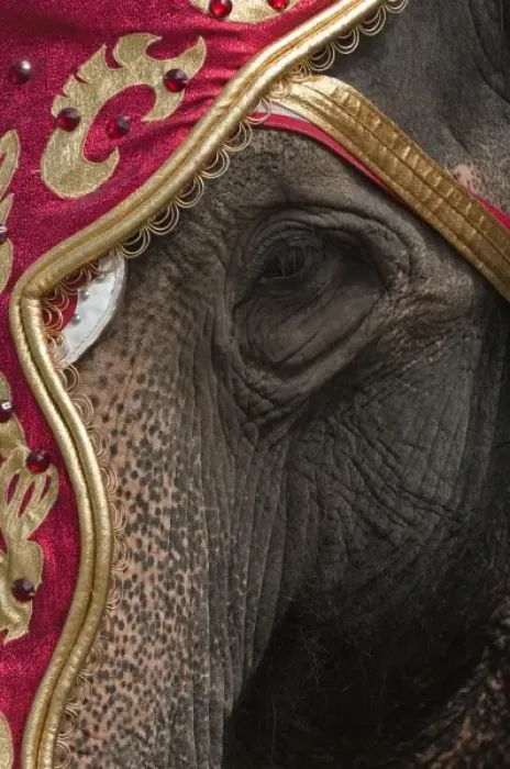 Framed Print : Milwaukee, Wisconsin. Elephants at the annual Great CIrcus Parade