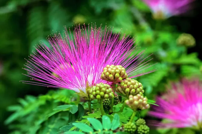Framed Print : Mimosa tree in bloom Framed Print : Mimosa tree in bloom