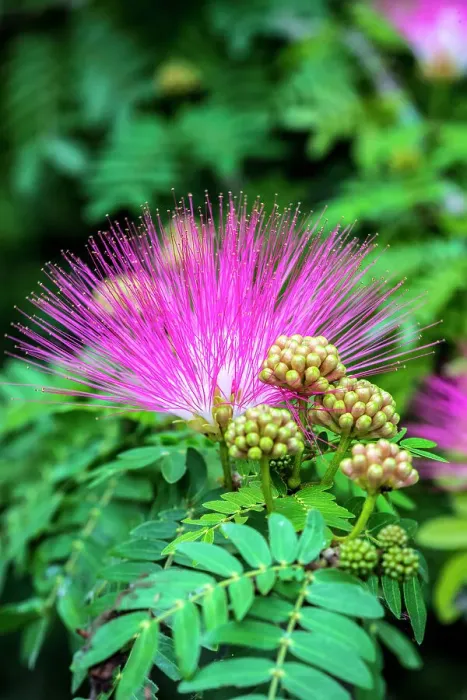 Framed Print : Mimosa tree in bloom Framed Print : Mimosa tree in bloom