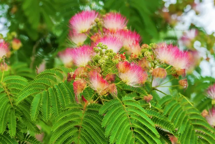 Framed Print : Mimosa tree flowers. Seattle, Washington Framed Print : Mimosa tree flowers. Seattle, Washington