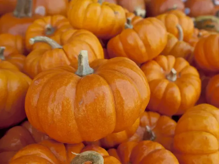 Framed Print : Mini pumpkins at fruit stand, Los Angeles, CA
