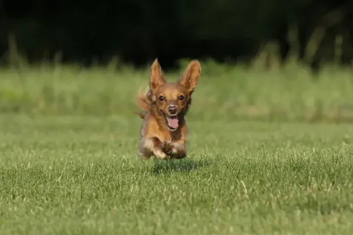 Framed Print : Miniature Dachshund running toward camera Framed Print : Miniature Dachshund running toward camera