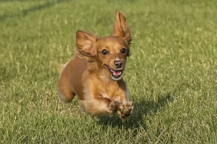 Framed Print : Miniature Dachshund running toward camera Framed Print : Miniature Dachshund running toward camera
