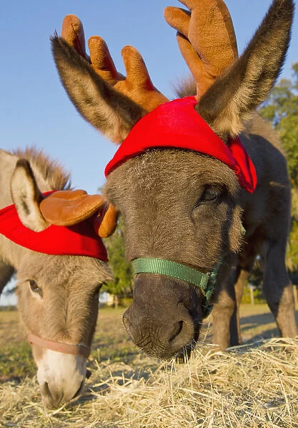 Miniature donkeys impersonating reindeers
