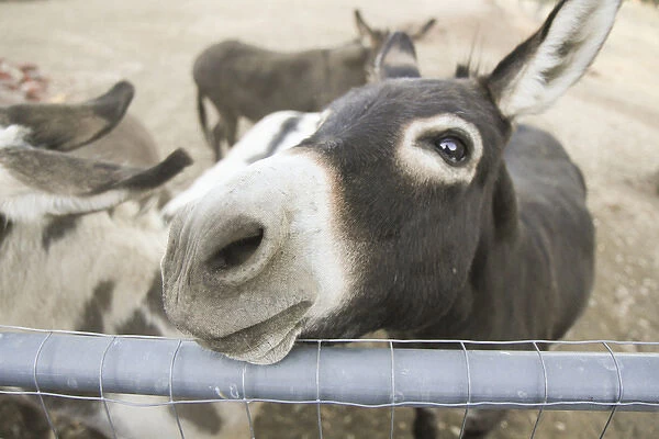Miniature donkeys on a ranch in Northern California, United States
