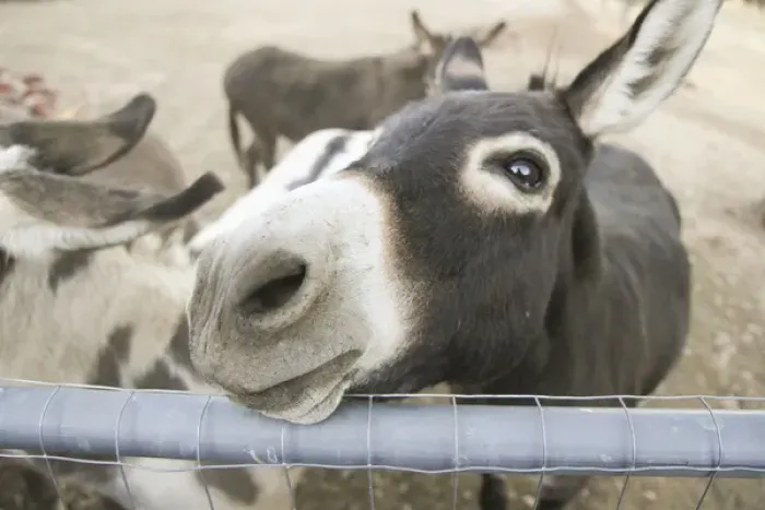 Framed Print : Miniature donkeys on a ranch in Northern California, United States